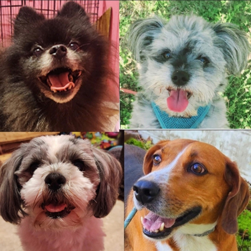 My Furbabies- the loves of my life!!!